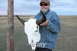 Buffalo Bison Head Skull Horns