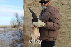 Buffalo Bison Head Skull Horns