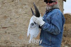 Buffalo Bison Head Skull Horns