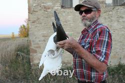 Buffalo Bison Head Skull Horns