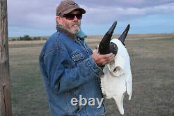 Buffalo Bison Head Skull Horns