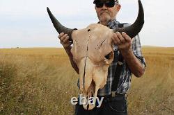 Buffalo Bison Head Skull Horns