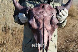 Buffalo Bison Head Skull Horns