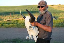 Buffalo Bison Head Skull Horns