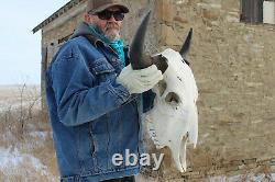 Buffalo Bison Head Skull Horns