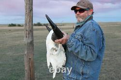 Buffalo Bison Head Skull Horns