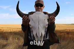 Buffalo Bison Head Skull Horns