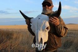 Buffalo Bison Head Skull Horns