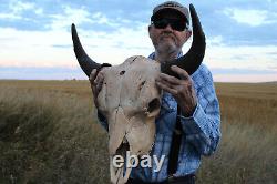 Buffalo Bison Head Skull Horns