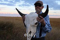 Buffalo Bison Head Skull Horns