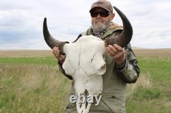 Buffalo Bison Head Skull Horns
