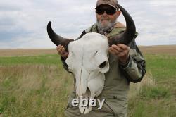 Buffalo Bison Head Skull Horns