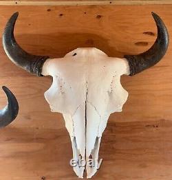 Buffalo Bison Head Skull Horns