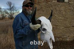 Buffalo Bison Head Skull Horns