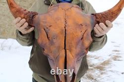 Buffalo Bison Head Skull Horns