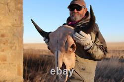 Buffalo Bison Head Skull Horns