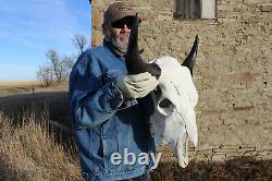 Buffalo Bison Head Skull Horns