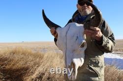 Buffalo Bison Head Skull Horns