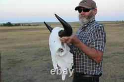 Buffalo Bison Head Skull Horns