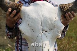 Buffalo Bison Head Skull Horns