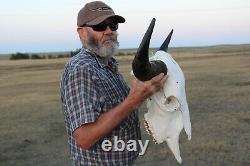 Buffalo Bison Head Skull Horns