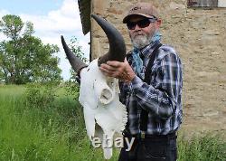 Buffalo Bison Head Skull Horns