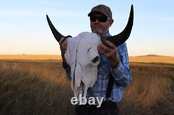 Buffalo Bison Head Skull Horns