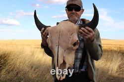 Buffalo Bison Head Skull Horns