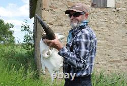 Buffalo Bison Head Skull Horns