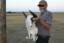 Buffalo Bison Head Skull Horns