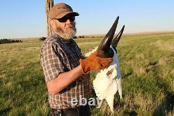 Buffalo Bison Head Skull Horns