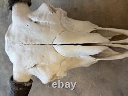 Buffalo Bison Head Skull Horns