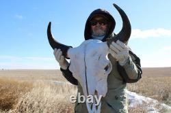 Buffalo Bison Head Skull Horns