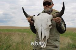 Buffalo Bison Head Skull Horns