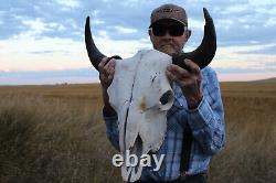 Buffalo Bison Head Skull Horns