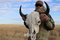 Buffalo Bison Head Skull Horns