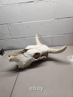 Buffalo Bison Head Skull Horns