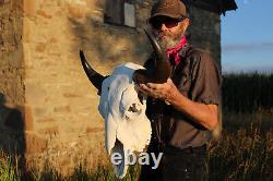 Buffalo Bison Head Skull Horns