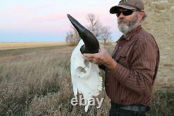 Buffalo Bison Head Skull Horns