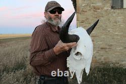 Buffalo Bison Head Skull Horns