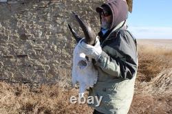 Buffalo Bison Head Skull Horns