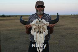 Buffalo Bison Head Skull Horns