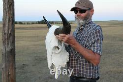 Buffalo Bison Head Skull Horns