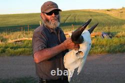 Buffalo Bison Head Skull Horns