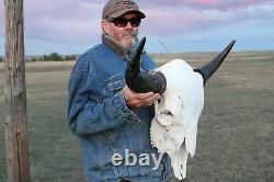 Buffalo Bison Head Skull Horns