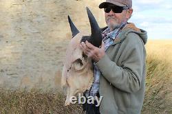 Buffalo Bison Head Skull Horns