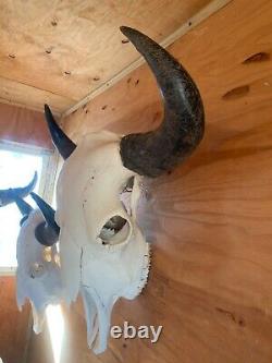 Buffalo Bison Head Skull Horns