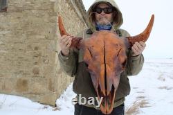 Buffalo Bison Head Skull Horns