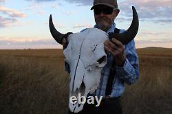 Buffalo Bison Head Skull Horns