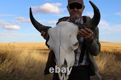 Buffalo Bison Head Skull Horns